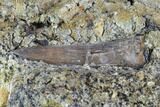 Fossil Crocodilian (Goniopholid) Tooth In Situ - Texas #88722-4